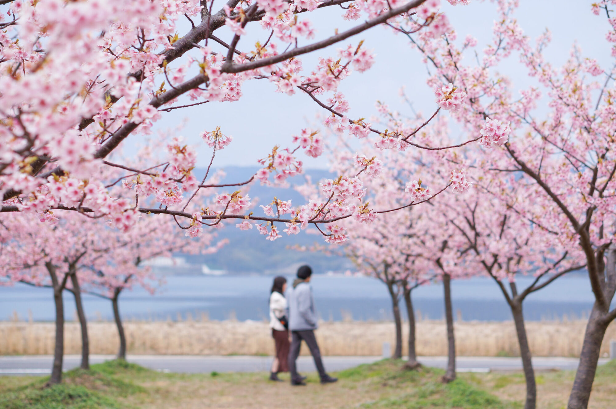 八束千本桜公園