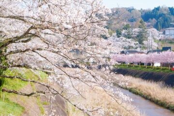 斐伊川堤防桜並木