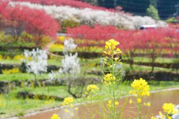川角（かいずみ）集落の花桃